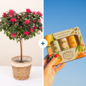 Azalée rhododendron japonica en panier avec coffret crèmes mains Panier des Sens Interflora disponible sur bloomyrama