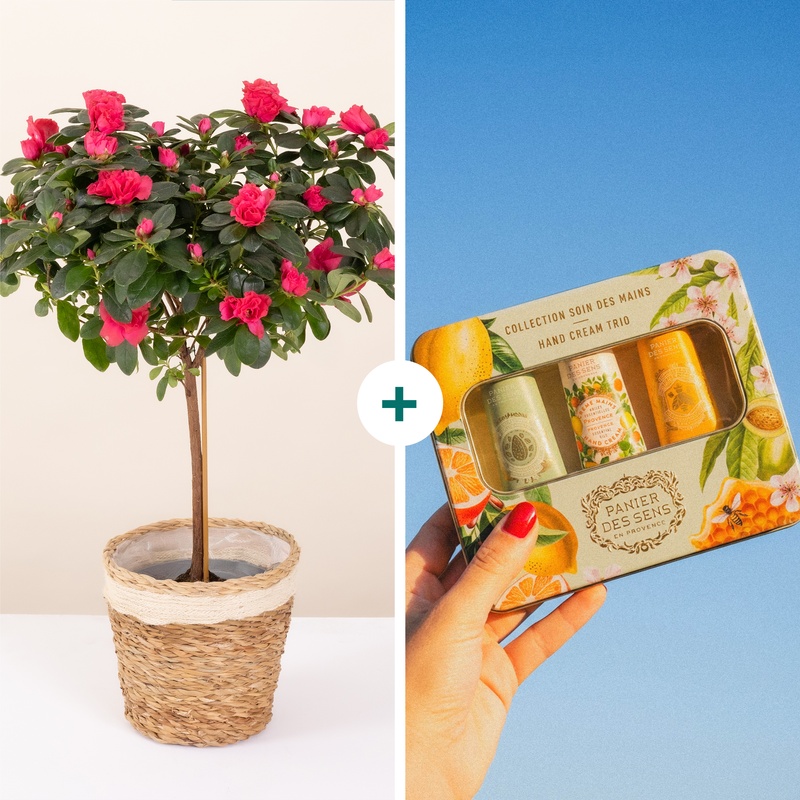 Azalée rhododendron japonica en panier avec coffret crèmes mains Panier des Sens Interflora disponible sur bloomyrama