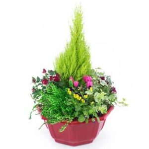 Coupe de plantes de deuil rouge avec cyclamen et mini rosier l’Agitateur Floral disponible sur le comparateur bloomyrama