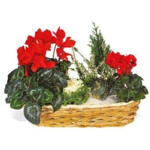 Composition de plantes de deuil en vannerie avec cyclamen rouge et cupressus l’Agitateur Floral disponible sur le comparateur bloomyrama