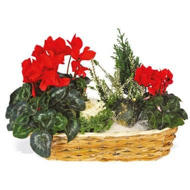 Composition de plantes de deuil en vannerie avec cyclamen rouge et cupressus l’Agitateur Floral disponible sur le comparateur bloomyrama