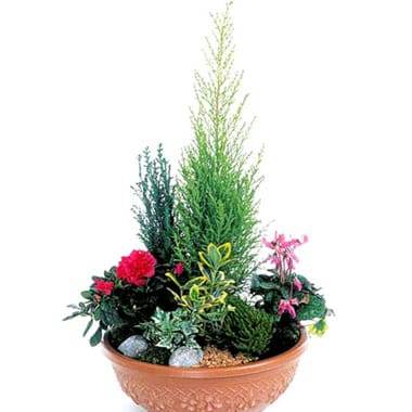 Coupe de plantes de deuil fuchsia et rouge avec conifère et bégonia l’Agitateur Floral disponible sur le comparateur bloomyrama