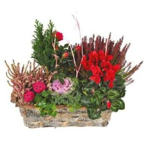 Coupe de plantes vertes et rouges en jardinière avec cyprès et mini rosier l’Agitateur Floral disponible sur le comparateur bloomyrama