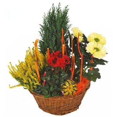 Composition de plantes de deuil rouge et jaune en vannerie ronde l’Agitateur Floral disponible sur le comparateur bloomyrama