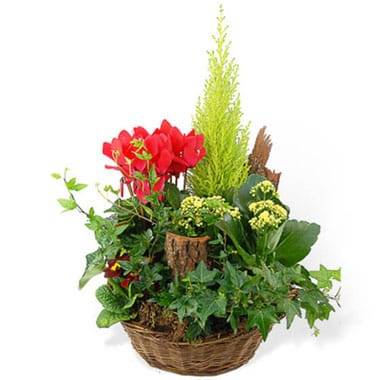 Coupe de plantes vertes et fleuries de deuil en vannerie avec cyprès et primevère l’Agitateur Floral disponible sur le comparateur bloomyrama