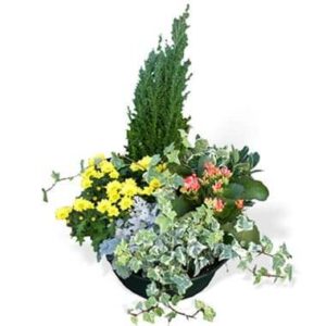 Coupe de plantes de deuil colorée avec chrysanthème jaune et kalanchoé l’Agitateur Floral disponible sur le comparateur bloomyrama