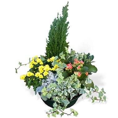 Coupe de plantes de deuil colorée avec chrysanthème jaune et kalanchoé l’Agitateur Floral disponible sur le comparateur bloomyrama