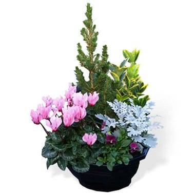 Coupe de plantes d extérieur avec cyclamen rose et pensée parme l’Agitateur Floral disponible sur le comparateur bloomyrama