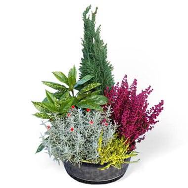 Coupe de plantes vertes d extérieur avec bruyère rouge et myrthe fleurie l’Agitateur Floral disponible sur le comparateur bloomyrama