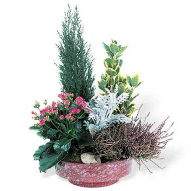 Coupe de plantes de deuil parme et violine avec bruyère et kalanchoé l’Agitateur Floral disponible sur le comparateur bloomyrama