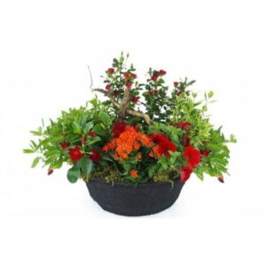 Coupe de plantes rouges et orange avec rosier et kalanchoé en contenant noir l’Agitateur Floral disponible sur le comparateur bloomyrama