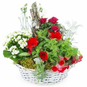 Coupe de plantes rouges et blanches en panier blanc avec rosier et kalanchoé l’Agitateur Floral disponible sur le comparateur bloomyrama