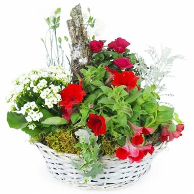 Coupe de plantes rouges et blanches en panier blanc avec rosier et kalanchoé l’Agitateur Floral disponible sur le comparateur bloomyrama