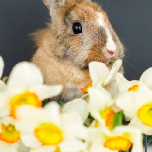 Fleurs de Pâques : les fleuristes dévoilent leurs plus beaux bouquets