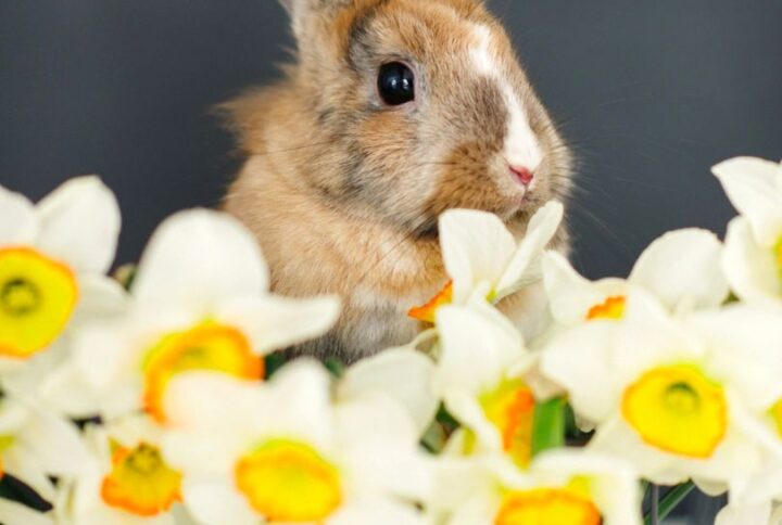 Fleurs de Pâques : les fleuristes dévoilent leurs plus beaux bouquets