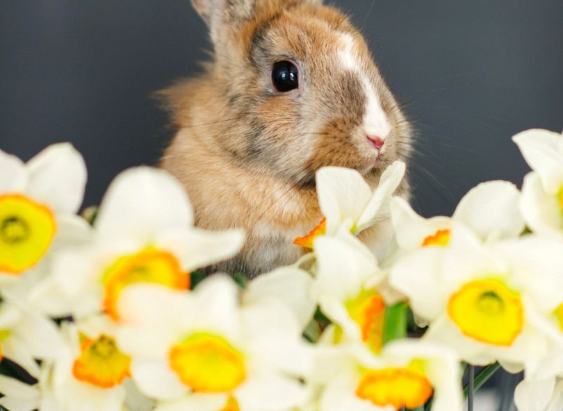 fleurs de Pâques comparaison bouquets bloomyrama