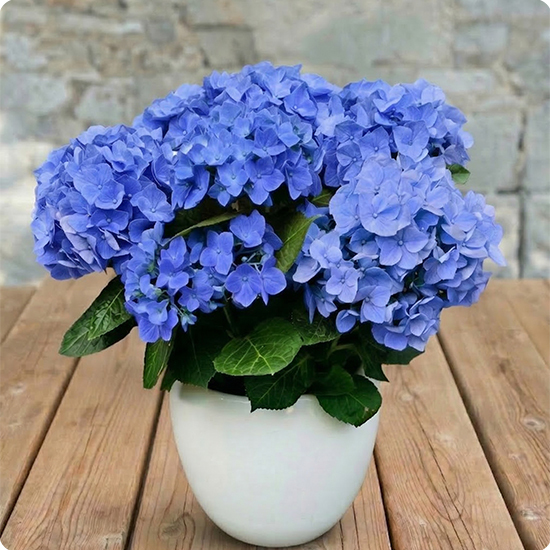 Hortensia en pot blanc rose ou bleu avec cache pot decoratif 123fleurs disponible sur bloomyrama