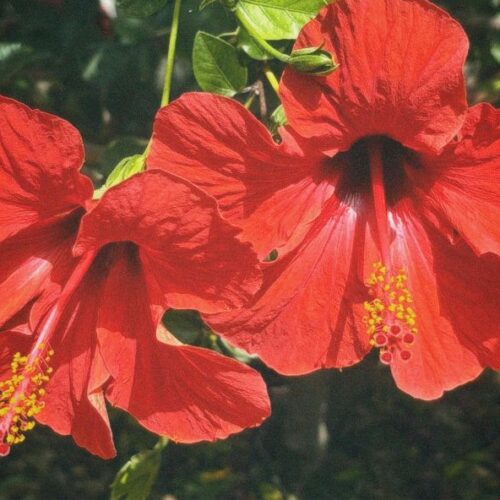 Hibiscus : La fleur tropicale qui transforme votre intérieur et votre jardin