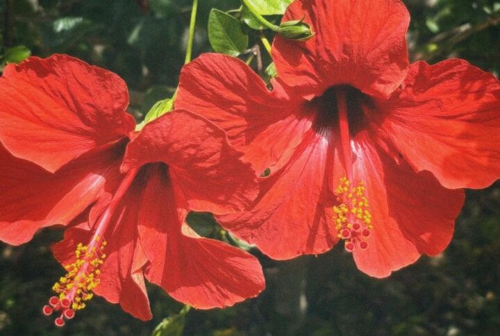Hibiscus : La fleur tropicale qui transforme votre intérieur et votre jardin