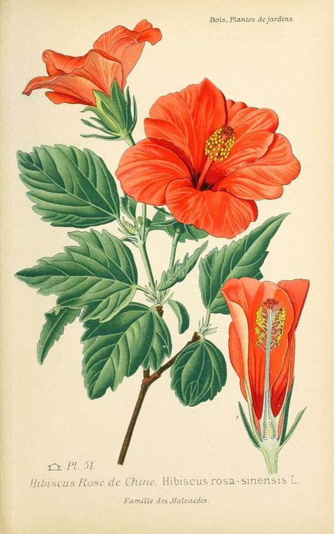 Hibiscus botanique plante fleurie livraison fleuriste comparateur de fleurs bloomyrama