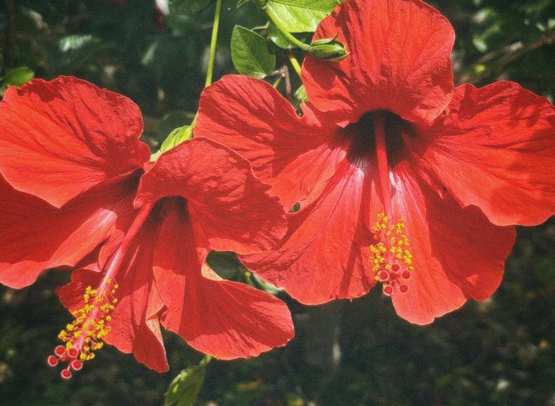 hibiscus comparateur fleurs bloomyrama