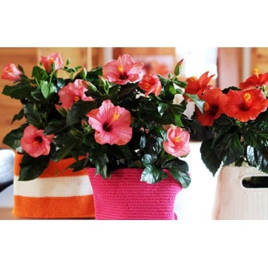 Hibiscus en fleurs multicolores en forme de trompette avec cache pot assorti l Agitateur Floral disponible sur bloomyrama