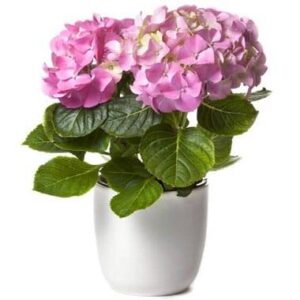 Hortensia rose en fleurs avec cache pot assorti plante de saison délicate l Agitateur Floral disponible sur bloomyrama