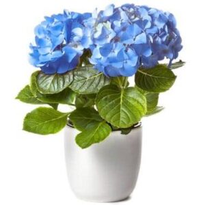 Hortensia bleu en fleurs avec cache pot assorti plante de saison élégante l Agitateur Floral disponible sur bloomyrama