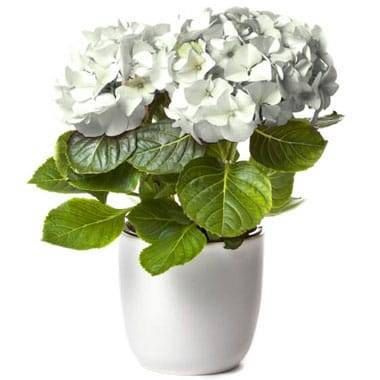 Hortensia blanc en fleurs avec cache pot assorti plante de saison élégante l Agitateur Floral disponible sur bloomyrama