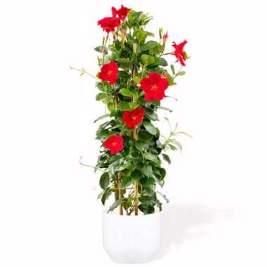 Dipladenia rouge mandevilla en fleurs avec feuillage luxuriant plante grimpante l Agitateur Floral disponible sur bloomyrama