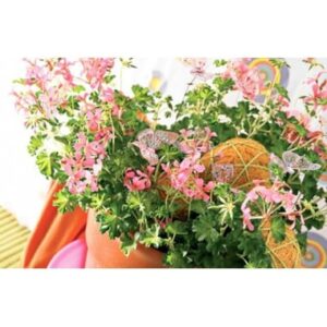 Géranium lierre rose rouge ou blanc avec papillons décoratifs et cache pot assorti l Agitateur Floral disponible sur bloomyrama