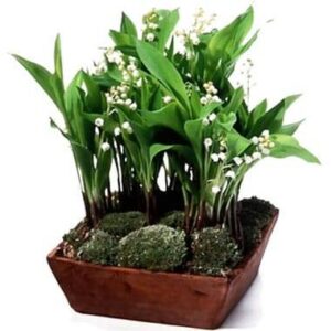 Composition de muguet racine avec mousse des bois dans contenant carré ou rectangulaire l Agitateur Floral disponible sur bloomyrama
