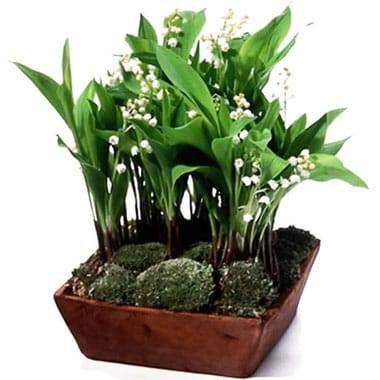 Composition de muguet racine avec mousse des bois dans contenant carré ou rectangulaire l Agitateur Floral disponible sur bloomyrama