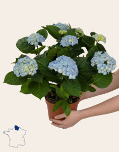 Hortensias de saison aux fleurs généreuses Monsieur Marguerite disponible sur comparateur bloomyrama