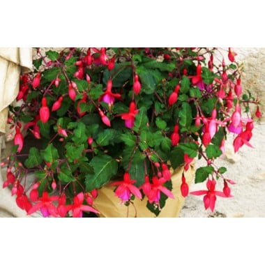 Plante de saison fuchsia avec kraft L'Agitateur Floral disponible sur le comparateur bloomyrama