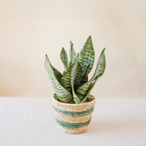 Sansevieria verte avec cache pot en osier Interflora disponible sur le comparateur bloomyrama