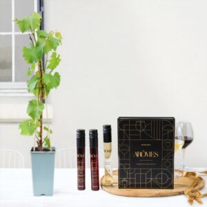 Pied de vigne et coffret dégustation vins Interflora disponible sur le comparateur bloomyrama