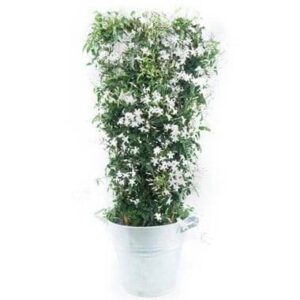 Jasmin blanc en fleurs palissé par Agitateur Floral disponible sur le comparateur bloomyrama