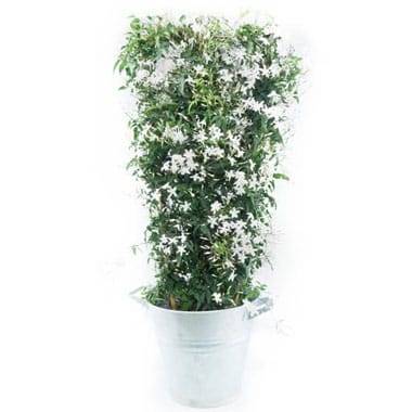 Jasmin blanc en fleurs palissé par Agitateur Floral disponible sur le comparateur bloomyrama