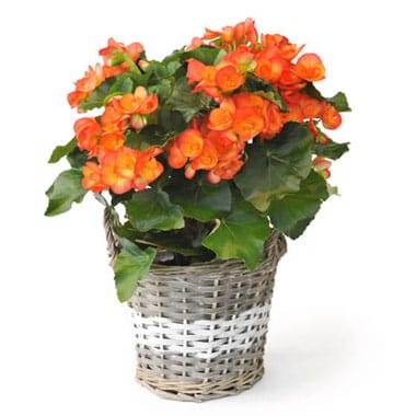 Bégonia orange en pot avec cache pot décoratif L’Agitateur Floral disponible sur bloomyrama