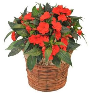 Impatience rouge orangée en pot L’Agitateur Floral disponible sur bloomyrama