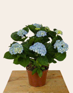 Hortensias de saison aux fleurs généreuses Monsieur Marguerite disponible comparateur de fleurs bloomyrama