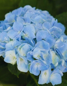 Hortensias de saison aux fleurs généreuses Monsieur Marguerite sur bloomyrama