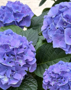 Hortensias de saison aux fleurs généreuses Monsieur Marguerite disponible sur bloomyrama