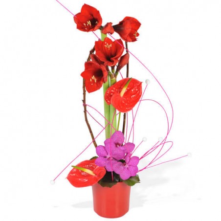 Bouquet d'amaryllis rouges Exaltant de L'Agitateur Floral sur le comparateur bloomyrama