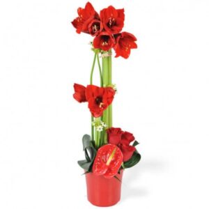 Composition Fidji de fleurs rouges exotiques L'Agitateur Floral sur le comparateur bloomyrama