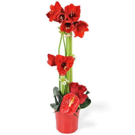 Composition Fidji de fleurs rouges exotiques L'Agitateur Floral sur le comparateur bloomyrama