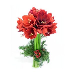 Bouquet d'amaryllis rouges L'enchanteur de L'Agitateur Floral sur le comparateur bloomyrama
