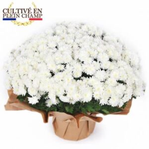 Potée de chrysanthèmes multifleurs blancs Pomponettes disponible sur le comparateur bloomyrama