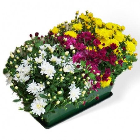 Jardinière de trois mini chrysanthèmes blanc parme et jaune disponible sur le comparateur bloomyrama